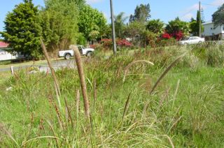 African feather grass