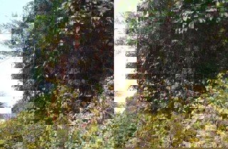 Climbing spindle berry