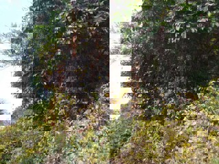 Climbing spindle berry