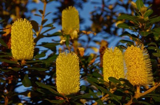 Coastal banksia