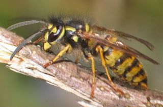 Common wasp