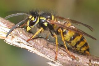 Common wasp