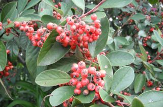Cotoneaster