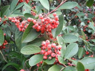 Cotoneaster