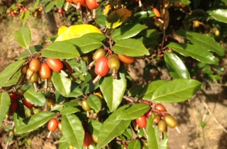 Elaeagnus
