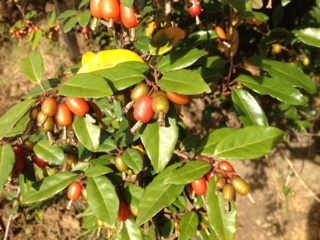 Elaeagnus