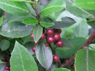 Evergreen buckthorn