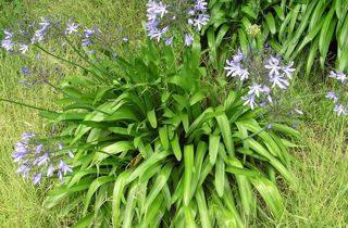 Agapanthus