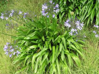 Agapanthus