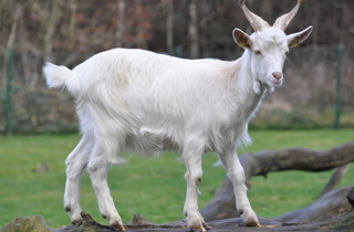 Feral goat