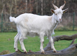 Feral goat