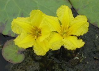 Fringed water lily