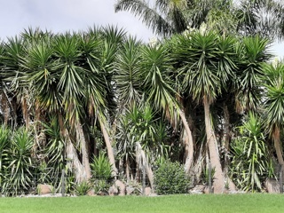 Giant Yucca