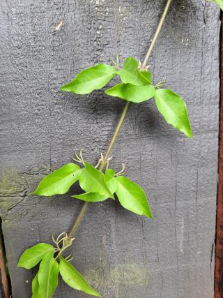 Cats Claw Creeper