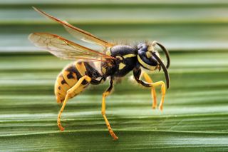 German wasp