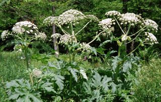 Giant hogweed