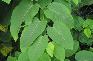 Giant knotweed