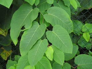 Giant knotweed