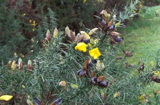 Gorse