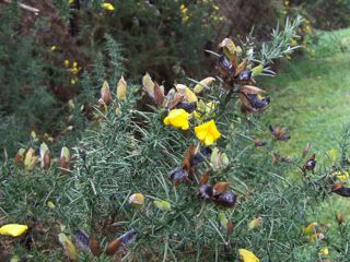 Gorse