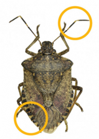 Brown marmorated stink bug