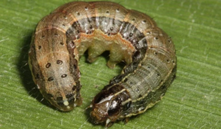 Fall armyworm 