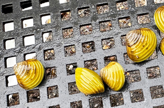 Freshwater gold clam