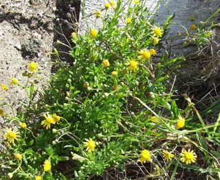 Gravel groundsel