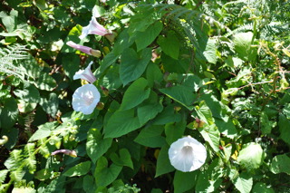 Greater bindweed