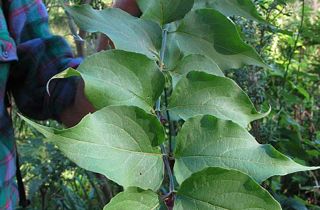 Himalayan honeysuckle
