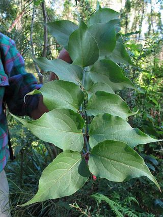 Himalayan honeysuckle