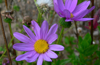 Holly-leaved senecio