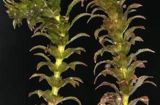 Hydrilla
