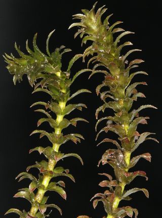 Hydrilla