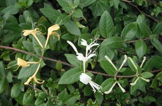 Japanese honeysuckle 