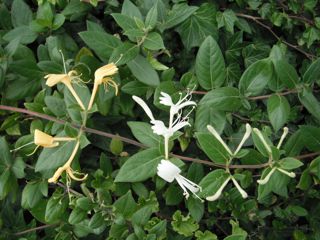 Japanese honeysuckle 