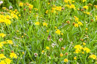 Madagascar ragwort