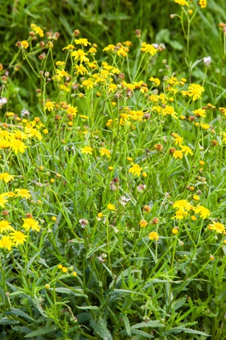 Madagascar ragwort
