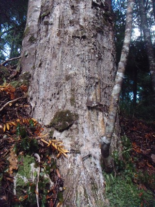 Kauri dieback