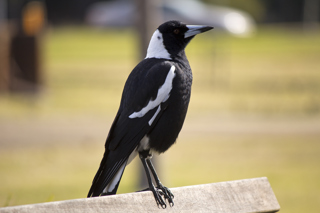 Magpie
