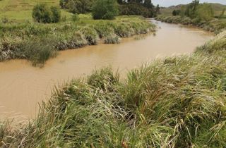 Manchurian wild rice