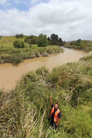 Manchurian wild rice