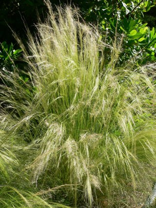Mexican feather grass
