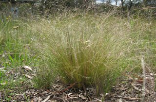Nassella tussock