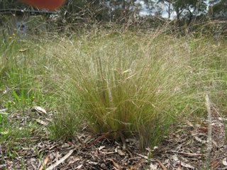 Nassella tussock