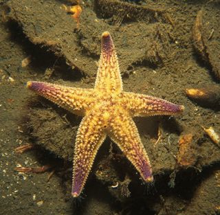 Northern Pacific seastar