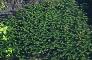 Lagarosiphon (Oxygen Weed)