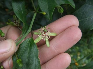 Bat-wing passion flower