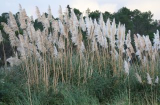 Pampas grass