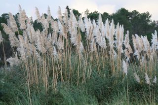 Pampas grass